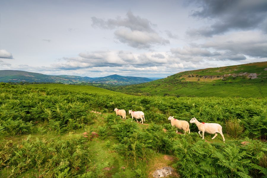 Farming groups had warned that bracken posed a risk to livestock health due to the abundance of ticks