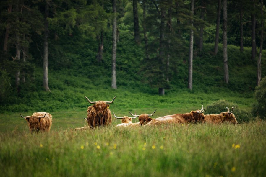 Farmers will have to accept new conditions to the Scottish Suckler Beef Support Scheme to help make beef production more efficient