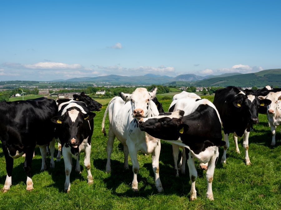 Arla has found that more than half of its farmer owners are finding it harder to find staff compared to 2019