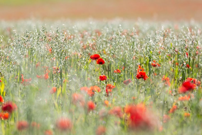 UK and devolved governments must invest £4.4bn a year in nature and climate-friendly farming to meet green commitments, charities say