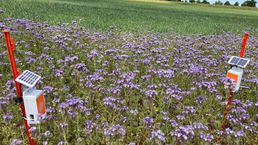 The technology, Polly™, is optimised for attracting pollinators from a broad spectrum of local insects (Photo: Agri EPI Centre)