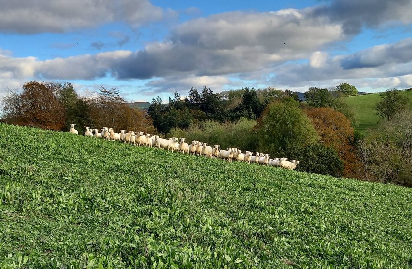 ADAS's survey aims to help identify if further research is needed to encourage greater take-up of red clover by the industry