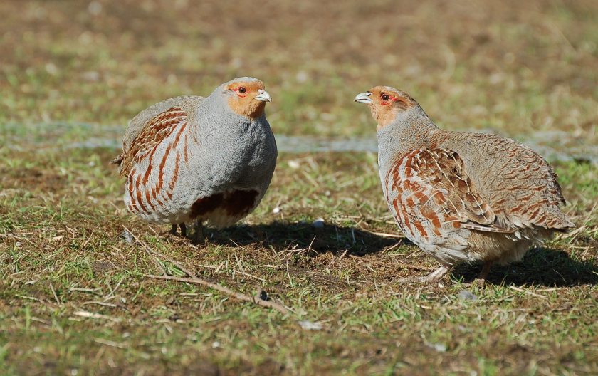 Under the Partridge project, ten 500-hectare demonstration sites have increased wildlife-friendly habitats (Photo: GWCT)