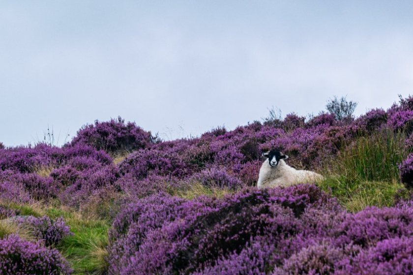 Penwith Moors, one of the UK's largest areas of lowland heath with a long history of agriculture, has received national protection