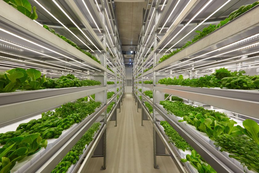 With 100% renewable electricity and further improvements of the technique, emissions from indoor growing could fall further