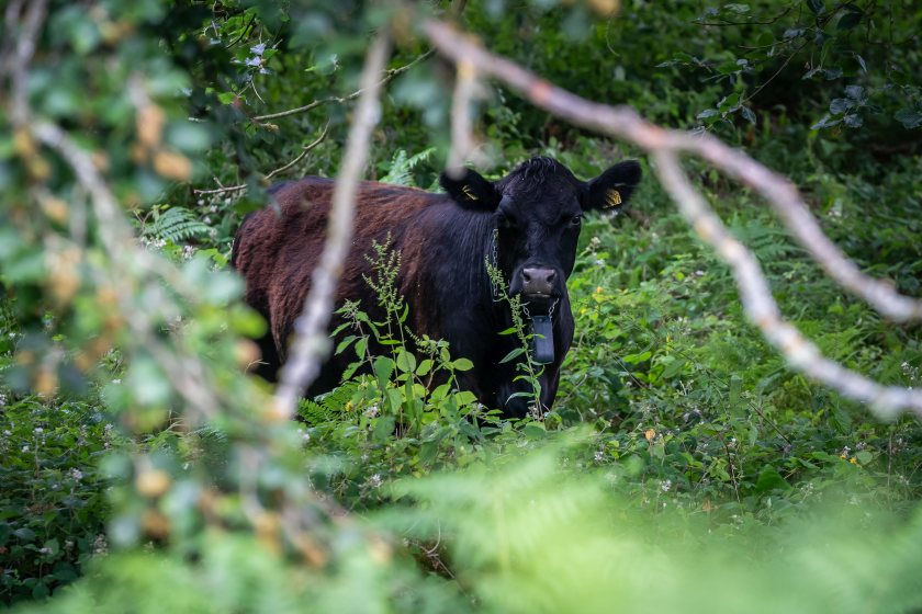 Virtual fencing is a way of managing herd movement through collars and online software (Photo: Woodland Trust)