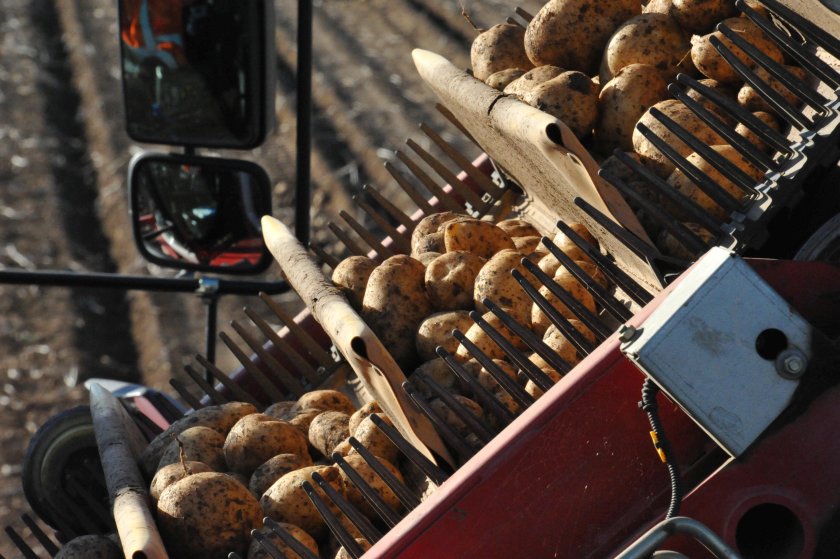 Morrisons' new trial aims to support farmers by underwriting 100% of the costs associated with growing crops (Photo: Morrisons)