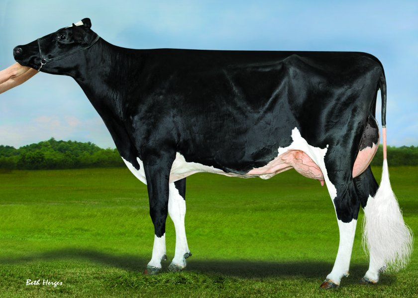 The grandam of Denovo 2776 Leeds, the new leading young genomic sire, ranked on £PLI