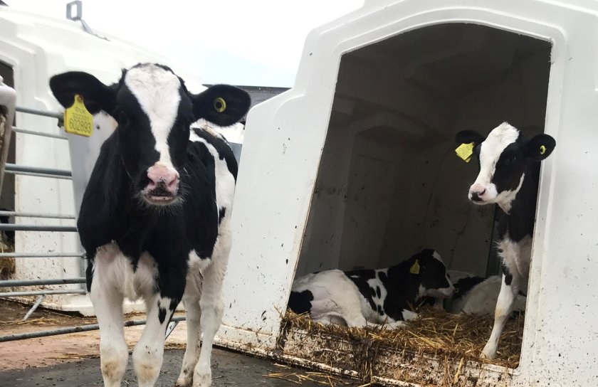 Researchers plan to use AI in order to monitor social interactions of cattle which could indicate developing mastitis or lameness (Photo: UoB)