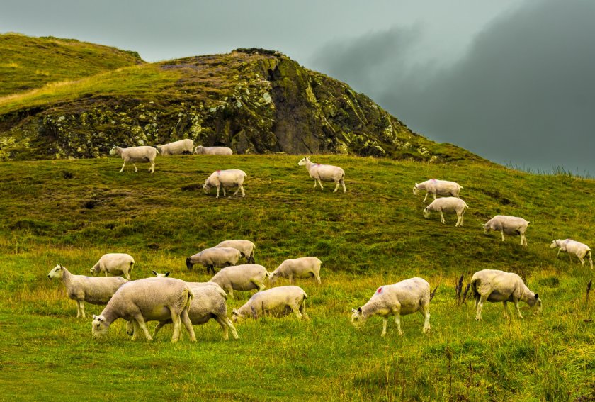 The NSA said the government must 'work even harder' in buying British food and support domestic farmers