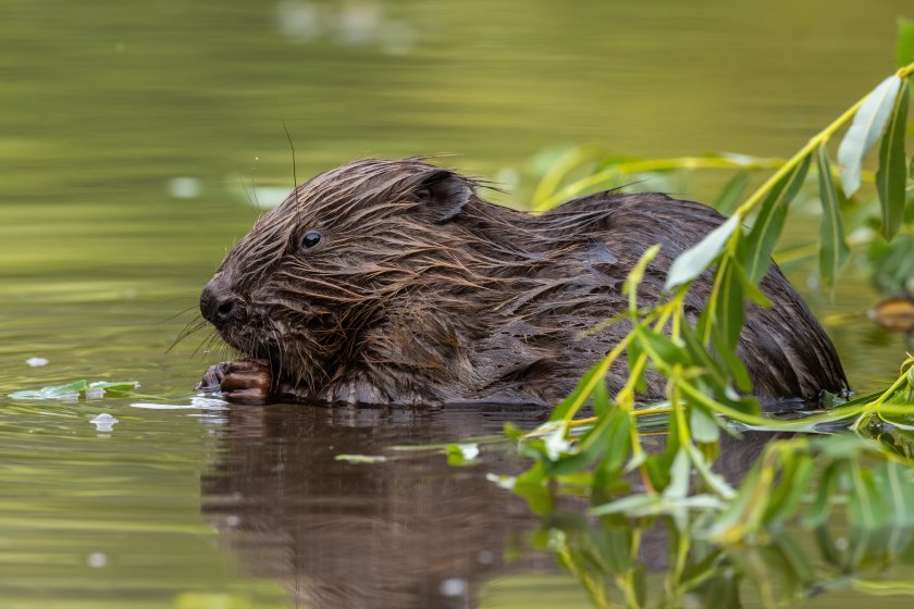 Beavers have been reintroduced to Scotland over the last two decades (Photo: FAS)