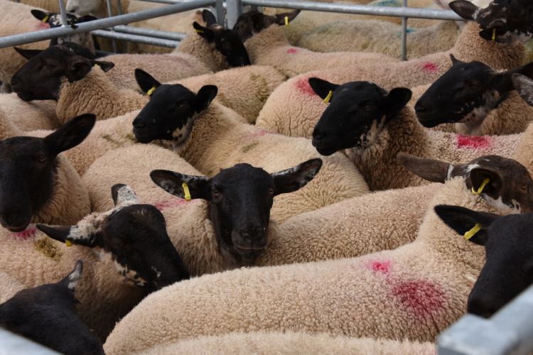 The total volume of UK sheep meat exported during the 6-month period totalled 43,400 tonnes, a 16% rise (Photo: HCC)