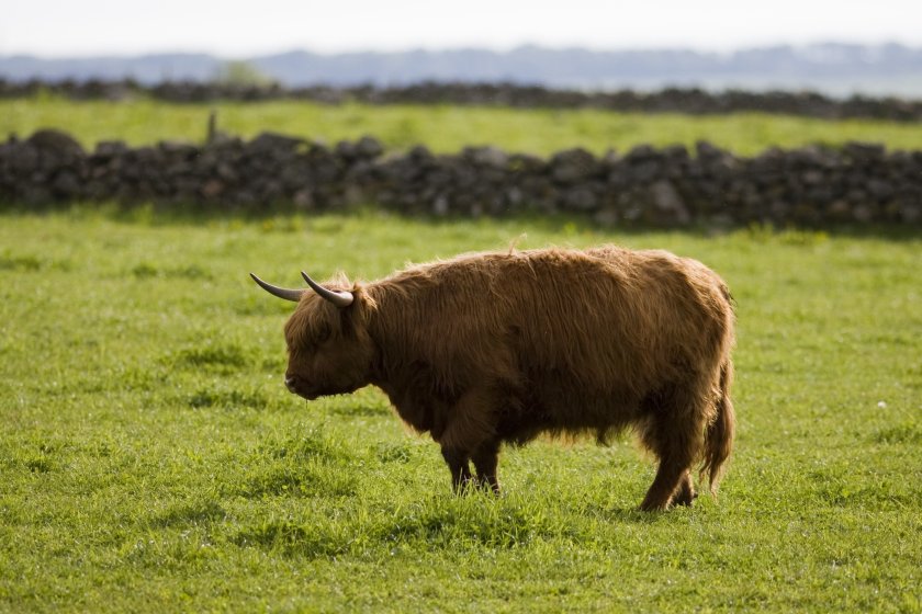 Red meat is fundamental to Scotland’s agri-food sector, with an annual economic output of an estimated £2.8bn