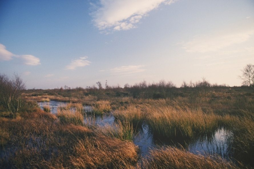 Lowland peatlands provide some of the country’s most fertile soils which play a vital role in producing food (Photo: Defra)