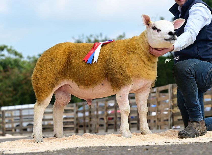 Leading the sale at Ballymena was Glenhone Galaxy, the pre-sale champion from Martin McConville