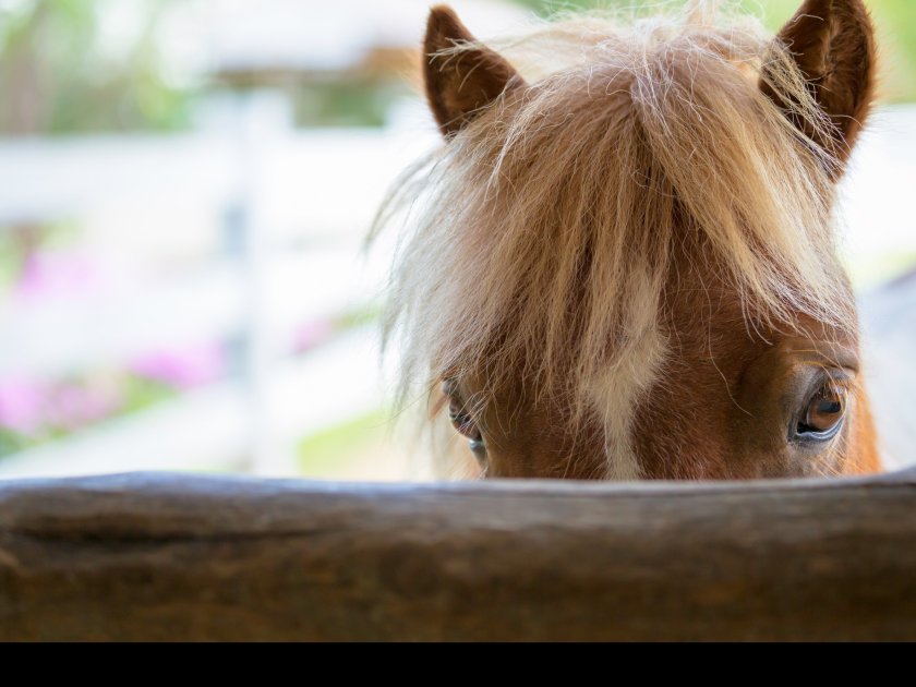 Tack, or equipment, theft is very commonplace with items such as saddles, stirrups and bridles often being resold on the black market