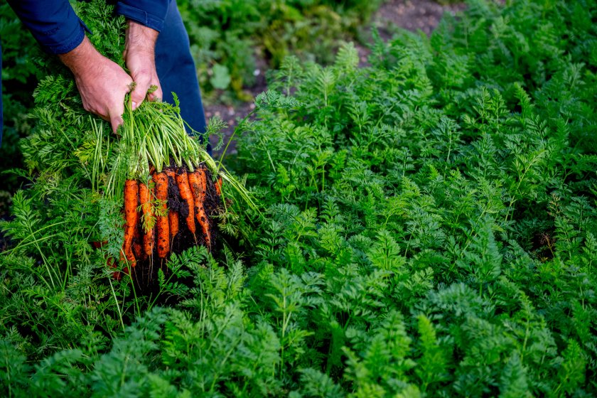 The UK-made fertilisers will be used as low-carbon alternatives for next year's growing season (Photo: Tesco)