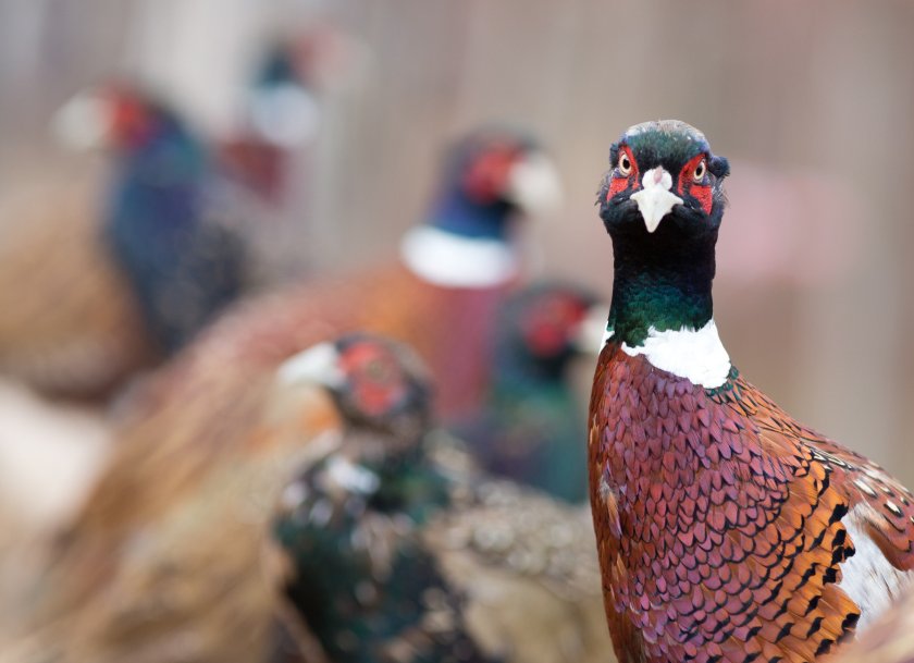 Two cases of highly pathogenic avian influenza have been confirmed in game farms in Cheshire and Staffordshire