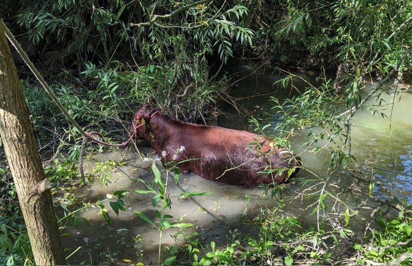The farmer was informed and a vet was called to assess the cow following the incident (Photo: RSPCA)