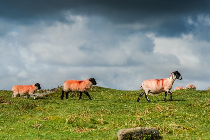 The highly pathogenic parasite is estimated to infect 85% of sheep flocks and 76% of dairy herds in the UK