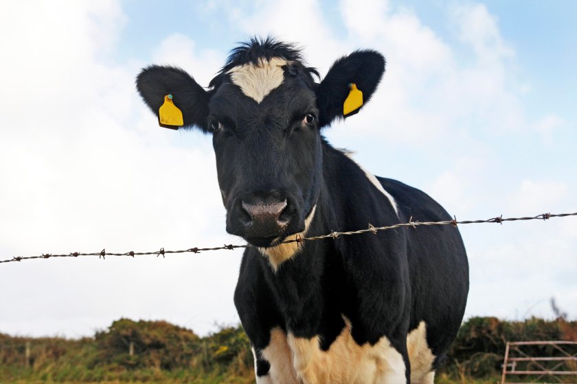 The industry award, by FUW, seeks to highlight the achievements of a Welsh dairy farmer