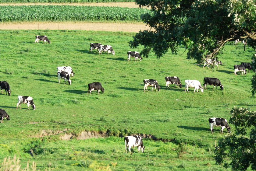 The report seeks to understand how the livestock sector can better utilise nitrogen and encourage effective nitrogen cycling. 