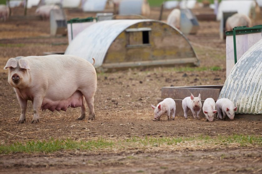 The government has admitted that an outbreak of ASF would be a 'fundamental threat' to the viability of the British pig industry