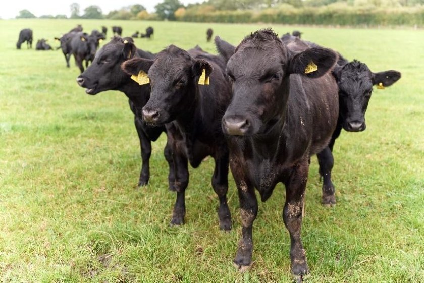 Sainsbury’s has developed the new range with its supplier and beef processor, ABP Food Group (Photo: Sainsbury's)