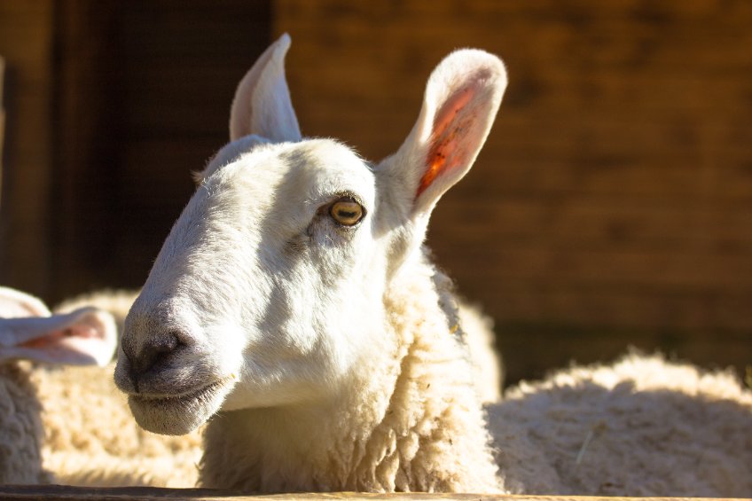 A House of Lords reception has marked 50 years of the Rare Breeds Survival Trust (RBST)