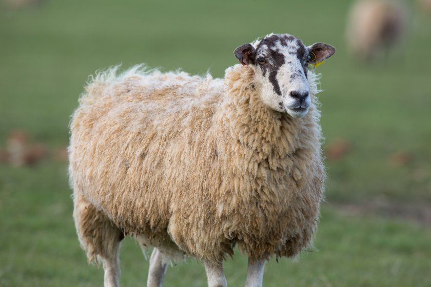 Cases have been seen in the south west for some time, but there's been a rise in the north of the UK