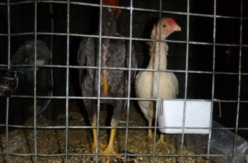 West Yorkshire Police attended the farm in February last year and found 22 hens and cockerels in makeshift pens