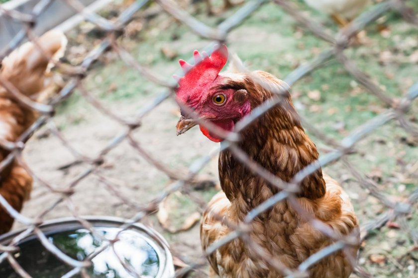 The chairman of the British Free Range Egg Producers Association (BFREPA) will speak publicly for the first time about losing 192,000 hens