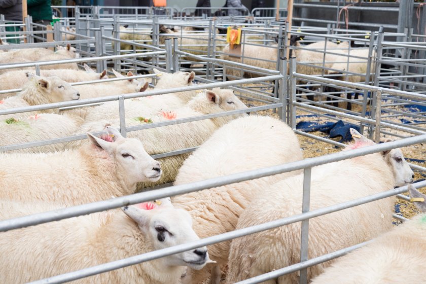 Experts at the Sustainable Control of Parasites in Sheep (SCOPS) group is encouraging sheep producers to 'safeguard their valuables'