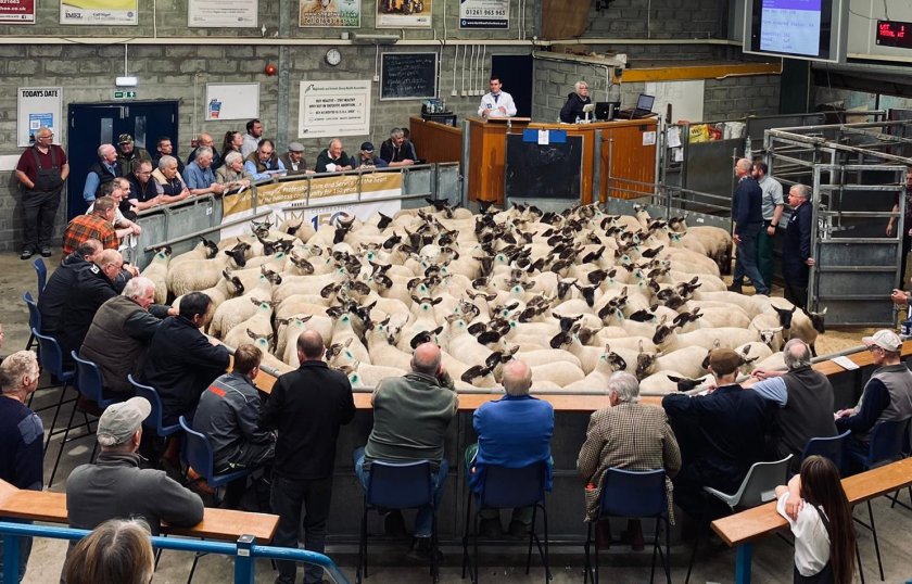 Over 390 lambs and 65,000 lamb portions have been donated to date for school canteens and Home Economics classes across Scotland