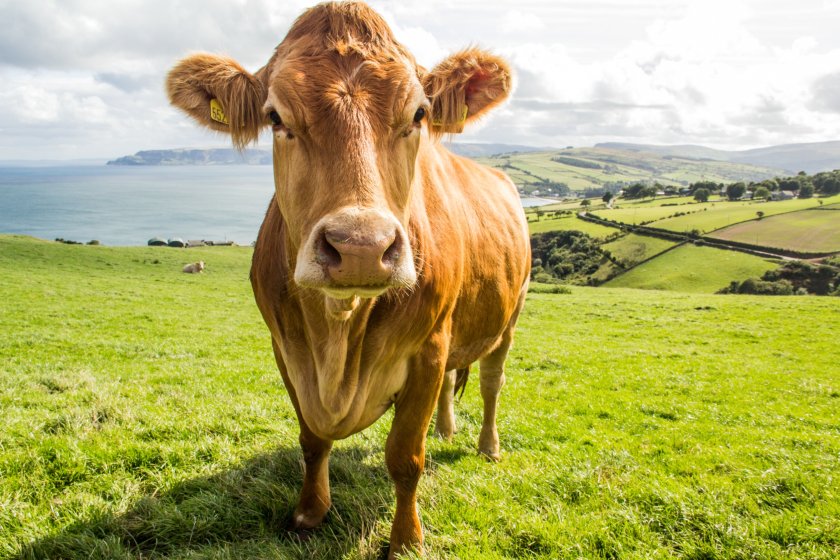 Figures show that incidence levels of bovine TB in Northern Ireland are at a record high