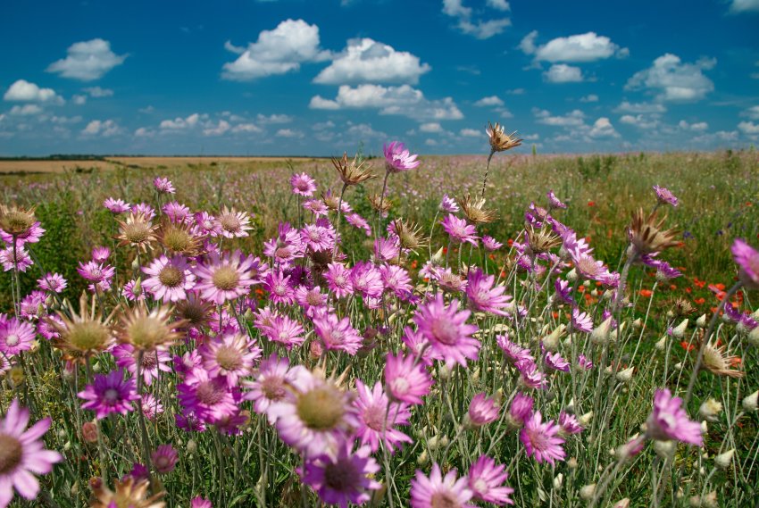 Increasing nature-friendly farming is one area which can help reverse the situation, the State of Nature report says