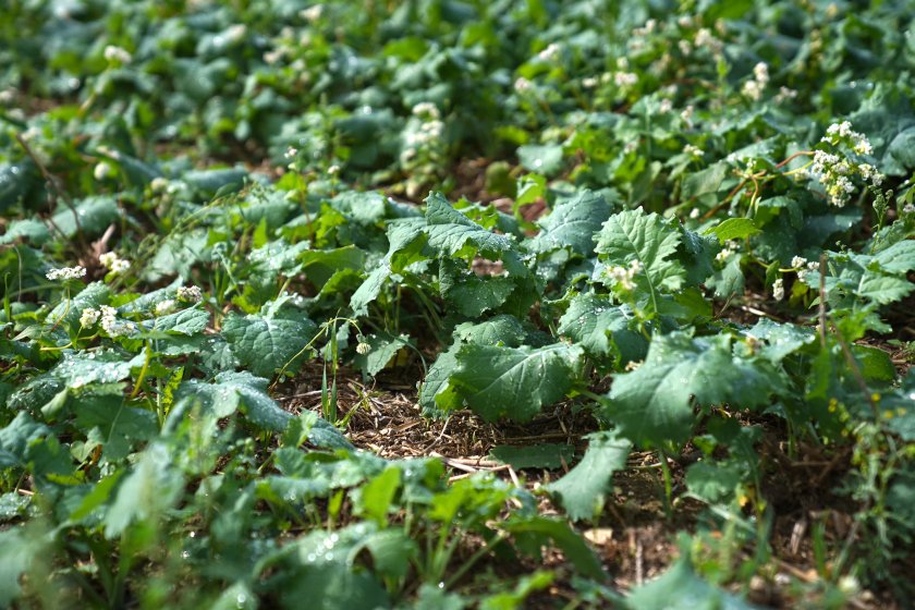 The information gathered in the survey has helped to shine a light on how growers are going about successfully establishing and protecting crops