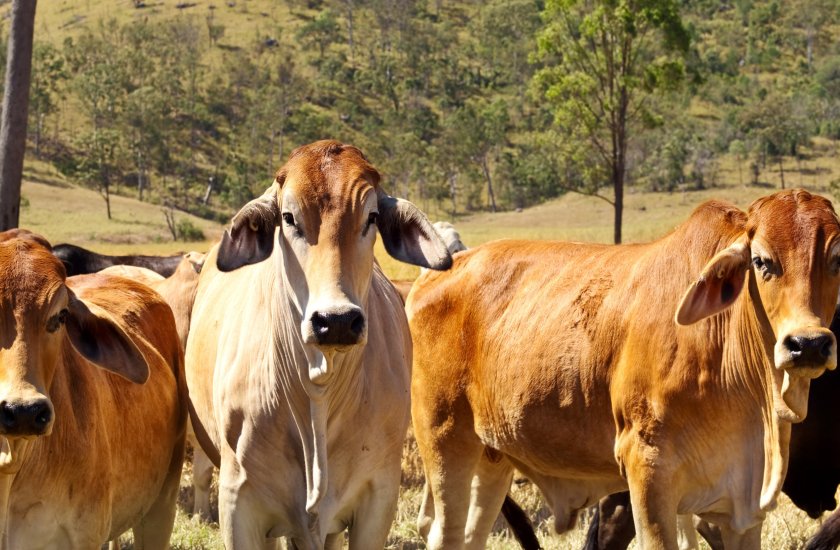 Jacob Rees Mogg has called for the UK to import 'hormone-injected beef' from Australia