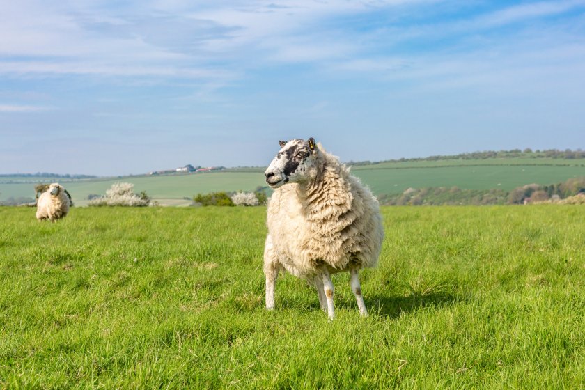 Defra's annual livestock survey shows the English sheep flock fell by 3.2% year-on-year