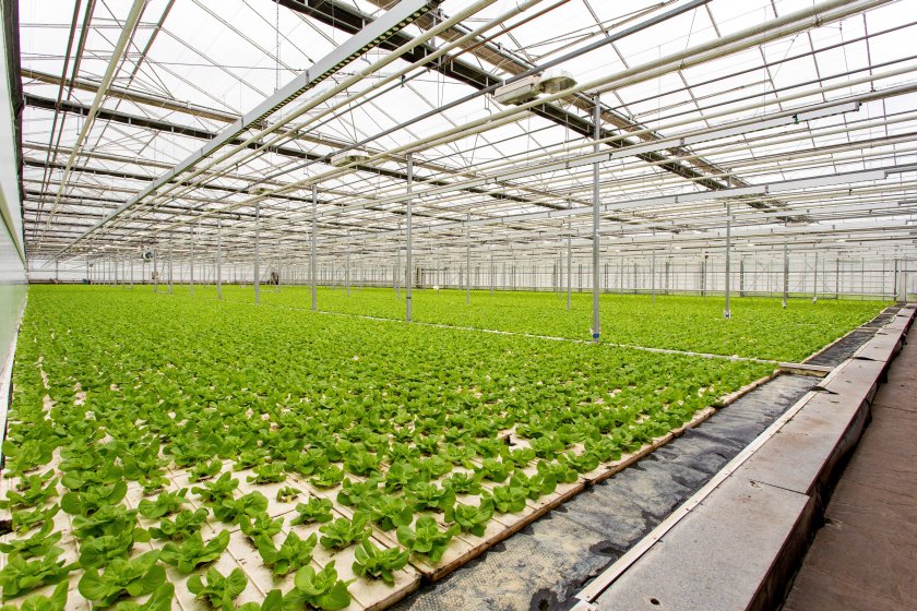 The 26,800 square metres of glasshouses incorporates a hydroponic system, cold storage and office accommodation