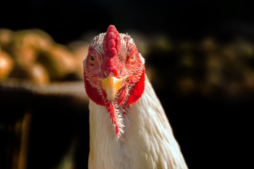 Scientists were able to restrict – but not completely block – the avian influenza virus from infecting chickens