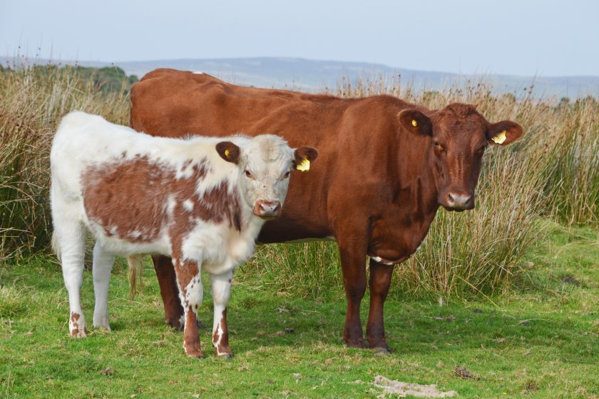 The Ulster Farmers' Union says it is vital for farmers to help safeguard the UK's livestock industry