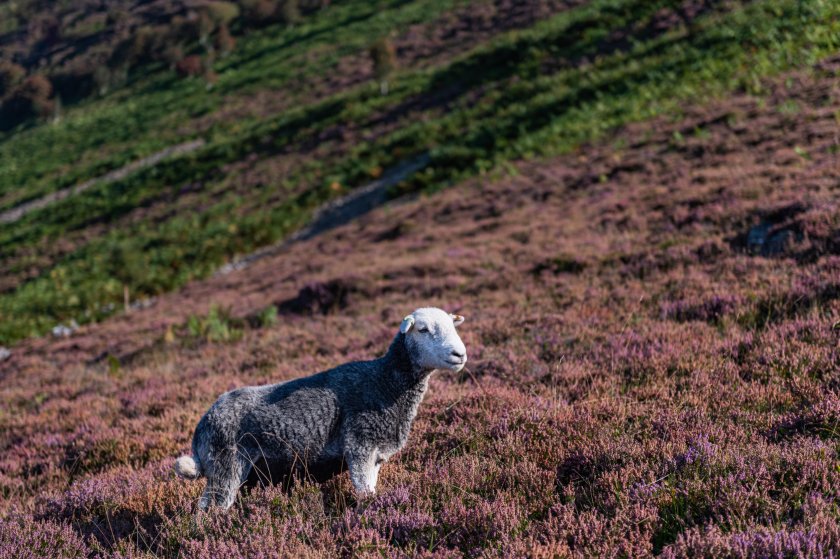 NFU Cymru warned that the budget cut would place further financial challenges on farms