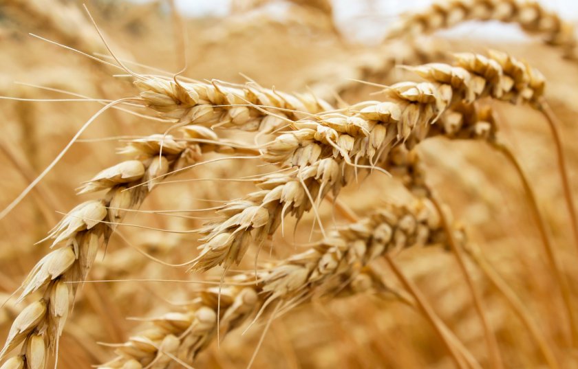 The report, published by BBSRC, underscores the UK's role in boost wheat security across the world