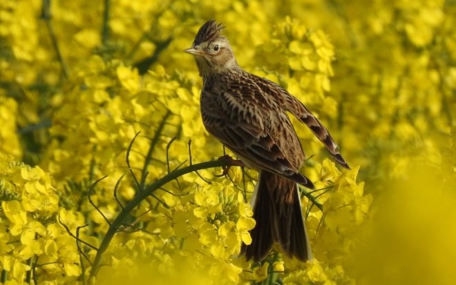 Thirty one hectares of land at Iford Estate, in East Sussex, have been signed over for BNG provision (Photo: South Downs National Park)