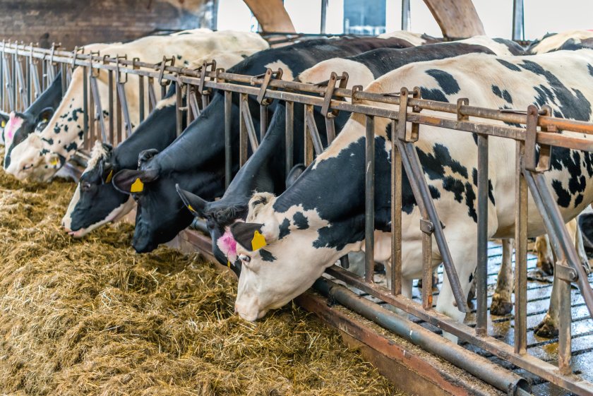 Introducing feed products that reduce methane to livestock diets may have the potential to reduce emissions