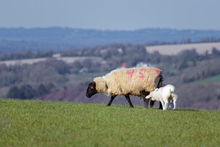 Due to the increased number of parasites in the environment, lambs are continuing to suffer from high worm burden