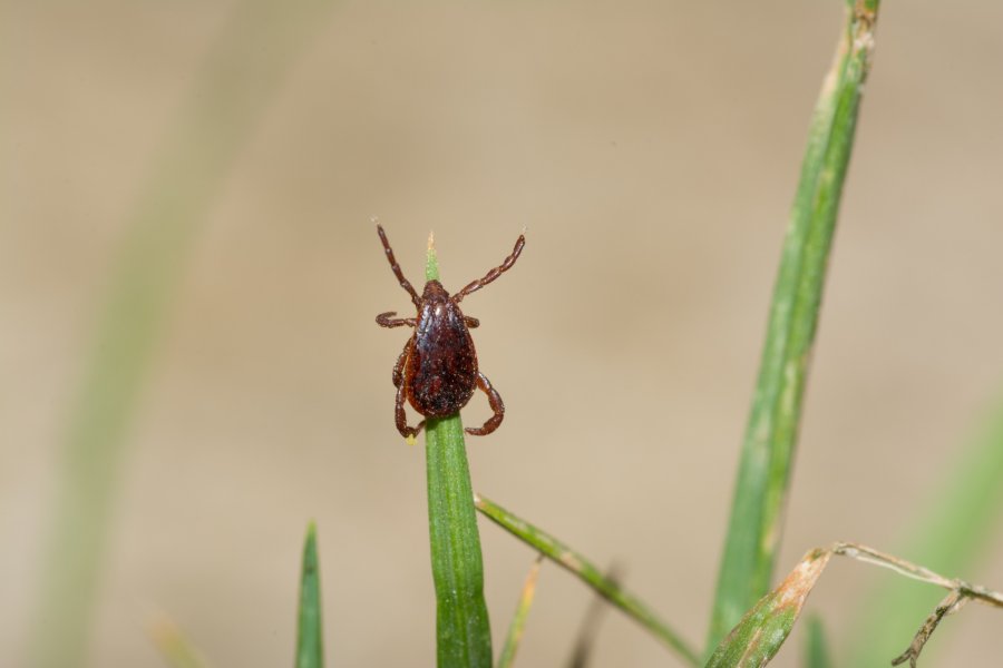 Businesses can apply for a share of a funding pot of up to £800,000 to help tackle plant pests and diseases