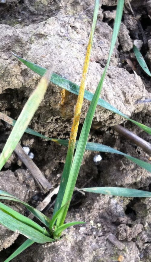 Yelow rust in Lincolnshire late March