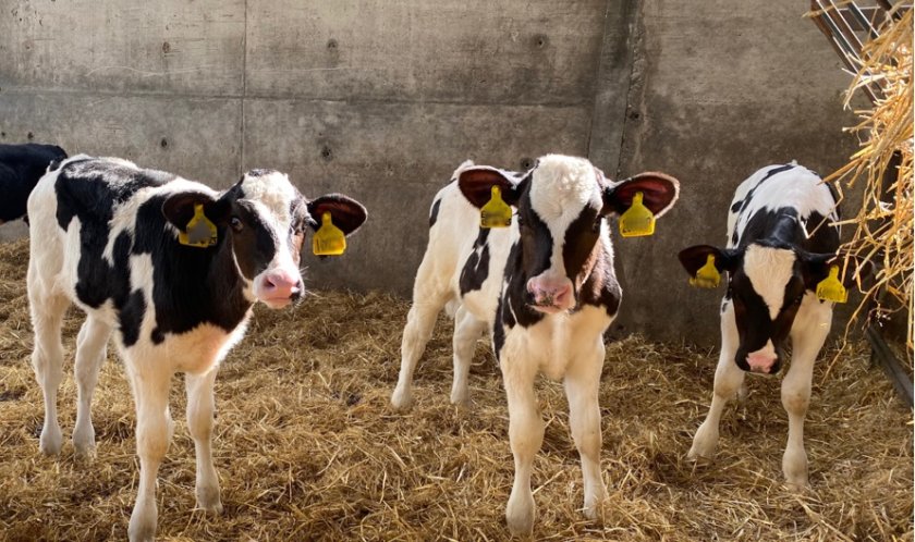 Bovine coronavirus is the most prevalent virus found in routine disease screening during a BRD outbreak (Photo: MSD Animal Health UK)